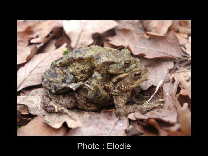 Les photos d' Elodie page 005